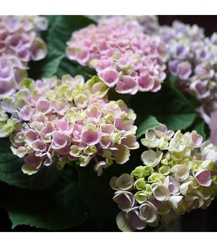 Amazon｜[Sakuya(咲屋)] あじさい 鉢植え アジサイ 紫陽花 父の日 鉢物